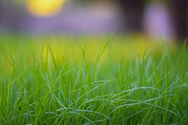 trawnik ozdobny - jak o niego zadbać