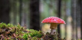Czy nawilżacz powietrza powoduje grzyb?