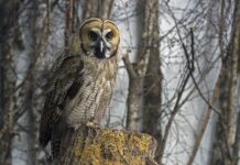 Dlaczego hybryda niszczy paznokcie?