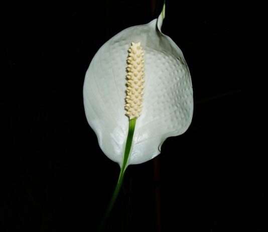 Czy skrzydłokwiat można podlewać piwem?