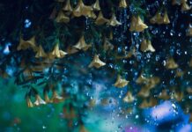 W którym miejscu powinno się wieszać dzwoneczki feng shui?