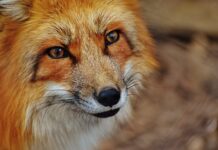 Jak działają cymbałki?