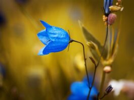 Jak wyciąć dzwonek z piosenki? Jak wyciąć dzwonek z piosenki?