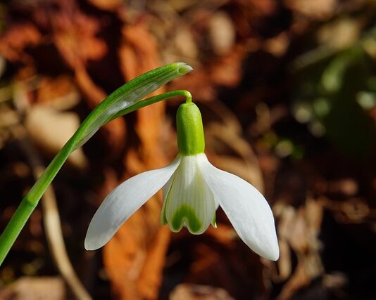Jaka roślina jest najbardziej trująca?