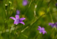 Co oznaczają dzwonki kwiaty?