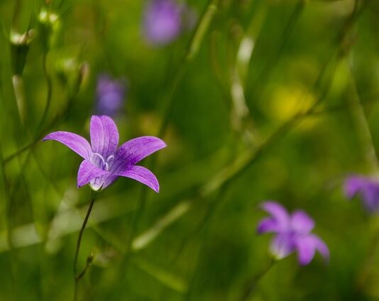 Co oznaczają dzwonki kwiaty?