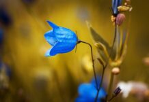 Czy Campanula to roślina wieloletnia?