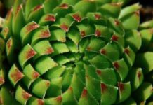 Jaka roślina w Polsce podlega całkowitej ochronie? Jaka roślina w Polsce podlega całkowitej ochronie?