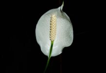 Czy skrzydłokwiat lubi ciasne doniczki?