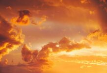 Czy dzwonki lubią słońce?