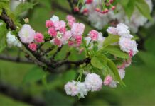 Jaka jest żywotność lamp solarnych?