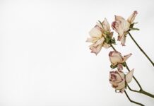 Czym przykleić liście do zielnika?