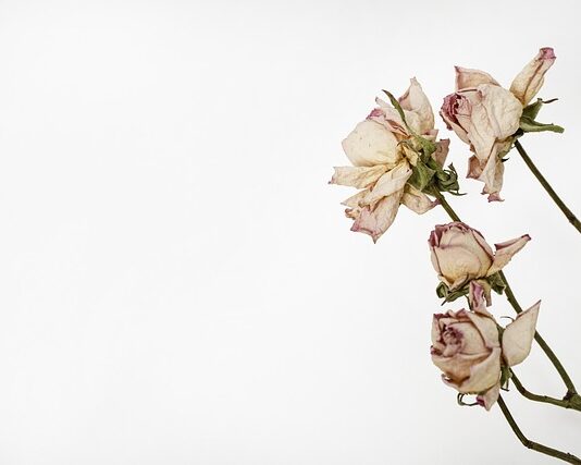 Czym przykleić liście do zielnika?