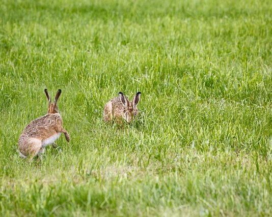 Jak samodzielnie zrobić lampę wisząca?