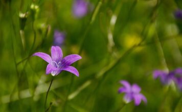 Jakie dzwonki chromatyczne? Jakie dzwonki chromatyczne?