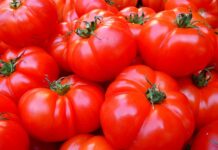 Jak sadzić pomidory w doniczce?