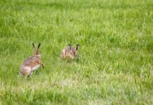 Jak zamontować lampę ogrodowa stojąca? Jak zamontować lampę ogrodowa stojąca?